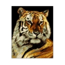 Wzór liczony 6070 Tygrys