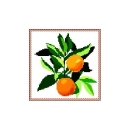 Kanwa 314 Mandarynki